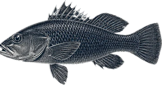 Black Sea Bass