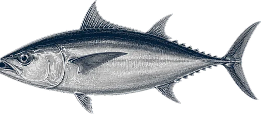 Bluefin Tuna