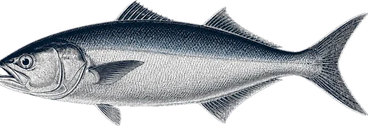 Bluefish