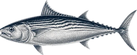 Bonito