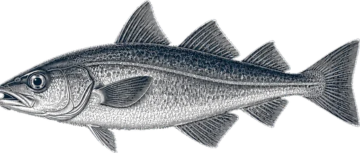 Cod