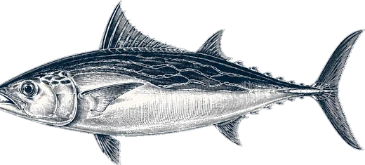 False Albacore