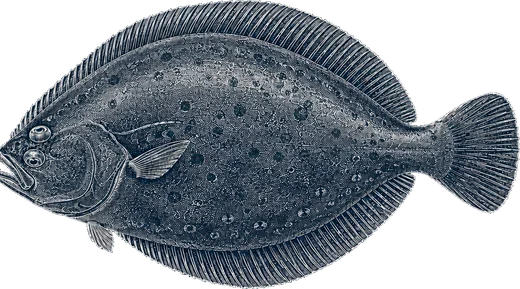 Fluke