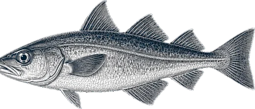 Haddock