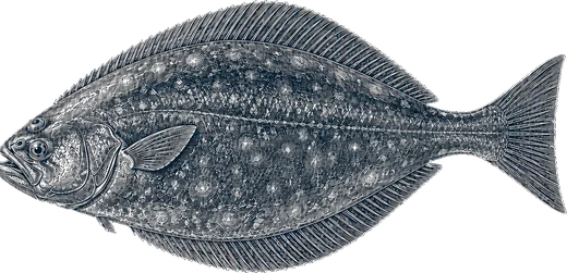 Halibut