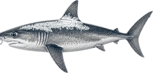 Porbeagle Shark