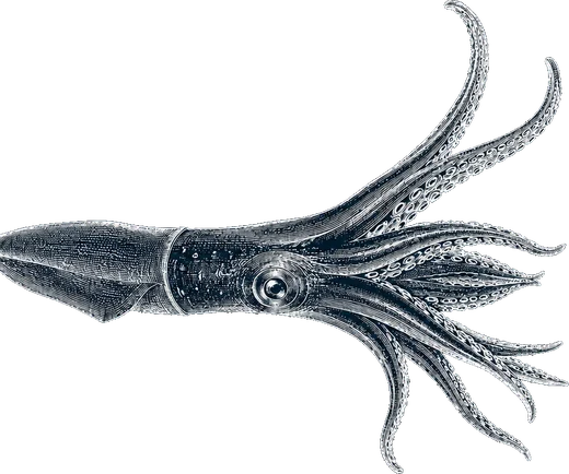 Squid