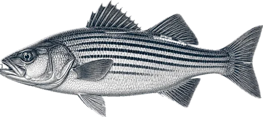 Striped Bass