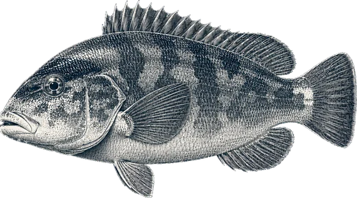 Tautog