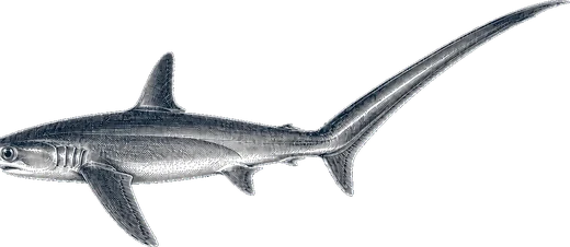 Thresher Shark